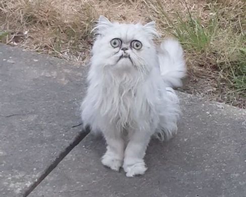 Wilfred the Warrior Cat.jpg