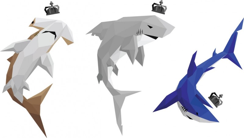 club sharks.jpg