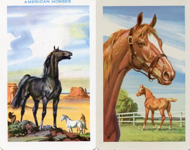 american horses.jpg