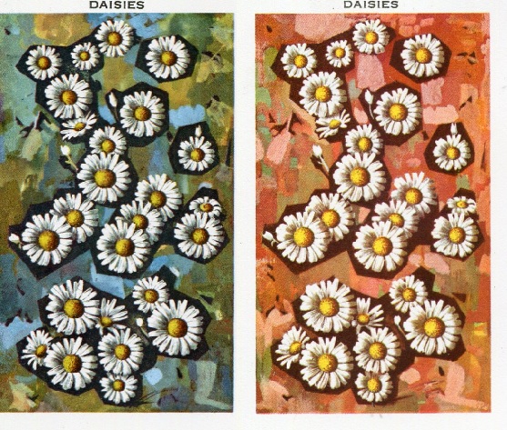 daisies.jpg