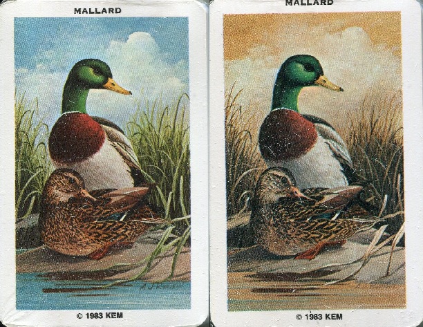 mallard.jpg