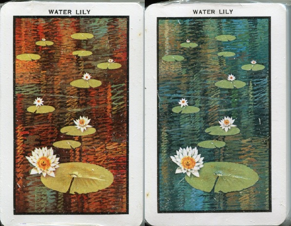 water lily.jpg