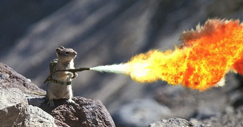 flamethrower-squirrels-us-1024x538.jpg