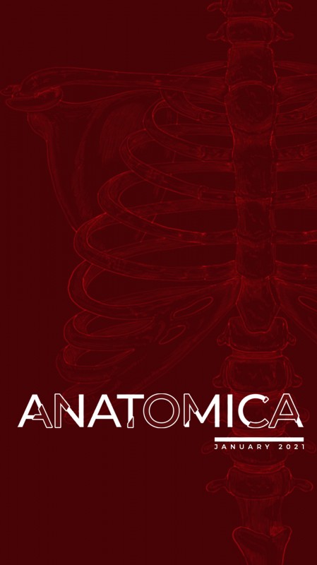 Anatomica Ad - First Tease - IG Story Format.jpg