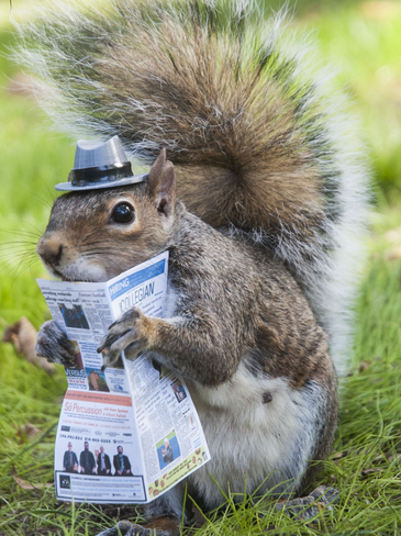 Squirrel News.PNG